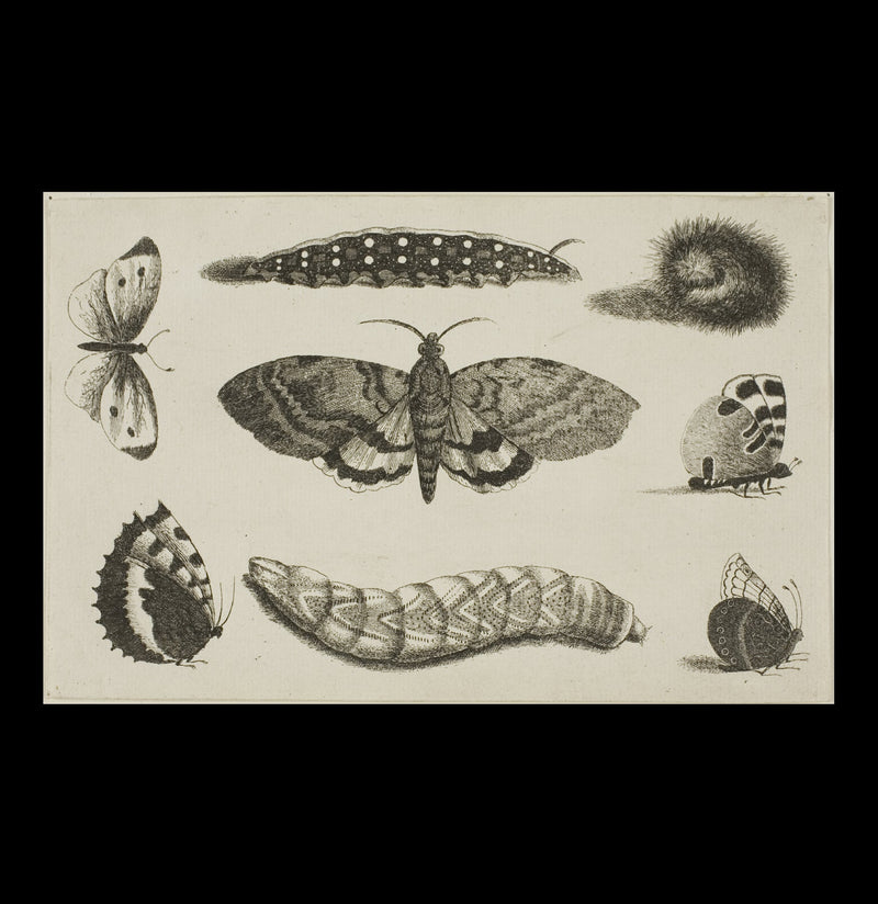 Three Caterpillars, a Moth, and Butterflies Satin Poster - Paxton Gate