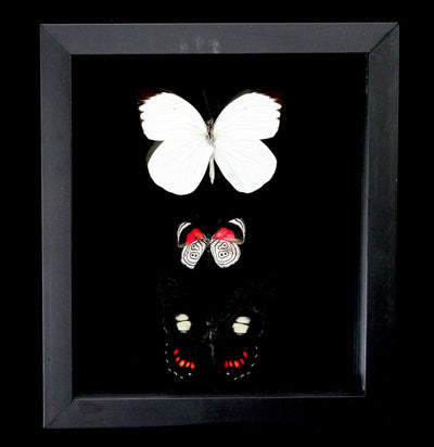 Three Double Glass Framed Mixed Butterflies - Paxton Gate