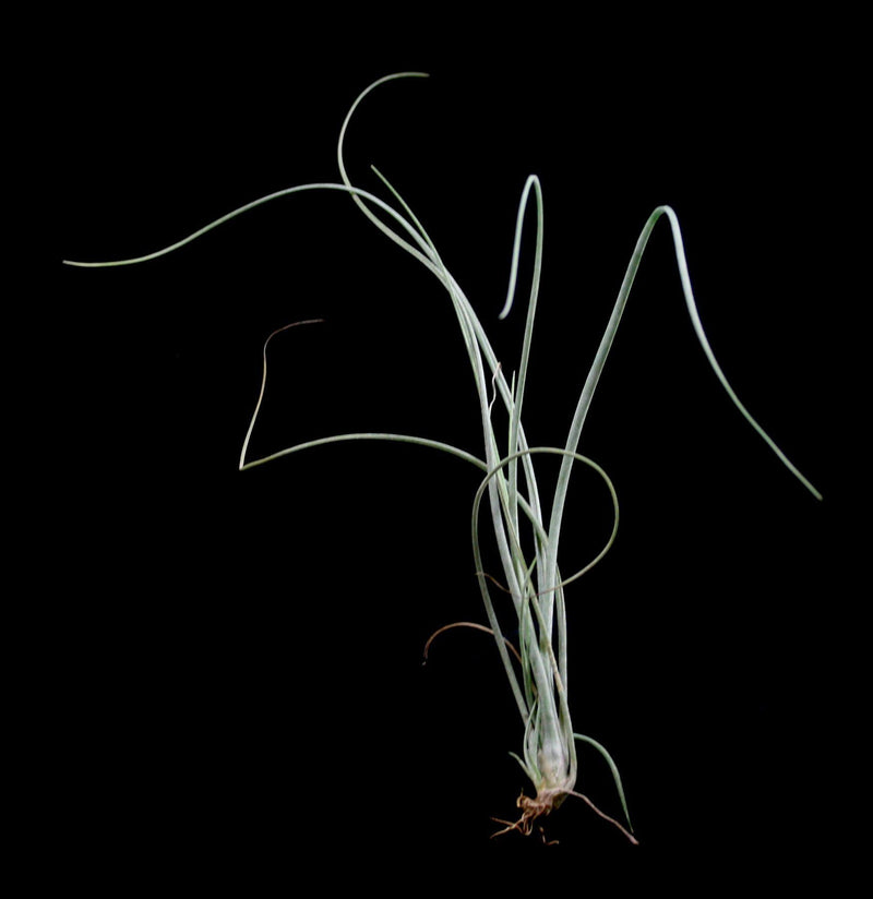 Tillandsia Baileyi Vivipera - Paxton Gate