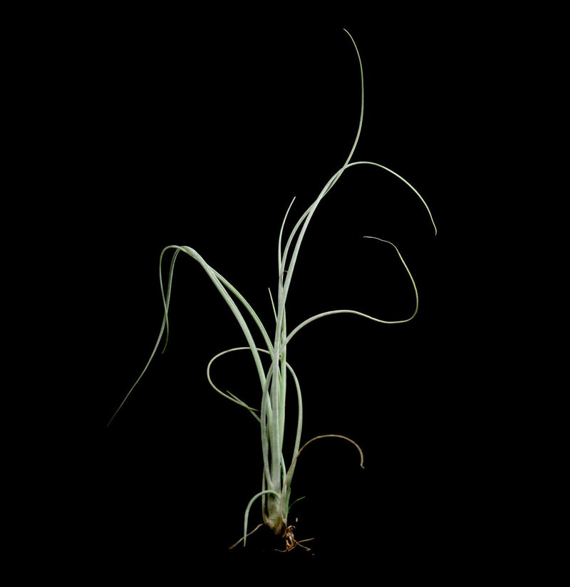 Tillandsia Baileyi Vivipera - Paxton Gate