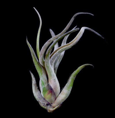 Tillandsia Caput-Medusae - Paxton Gate