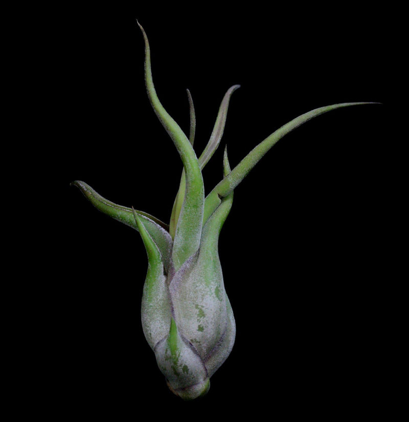 Tillandsia Caput-Medusae - Paxton Gate