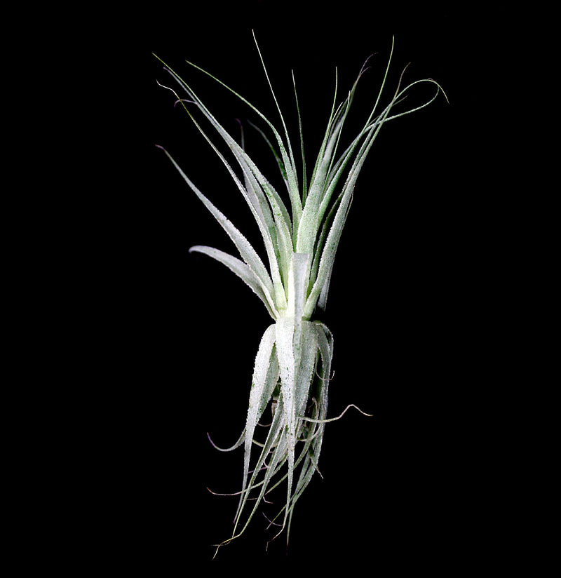 Tillandsia Gardneri - Paxton Gate