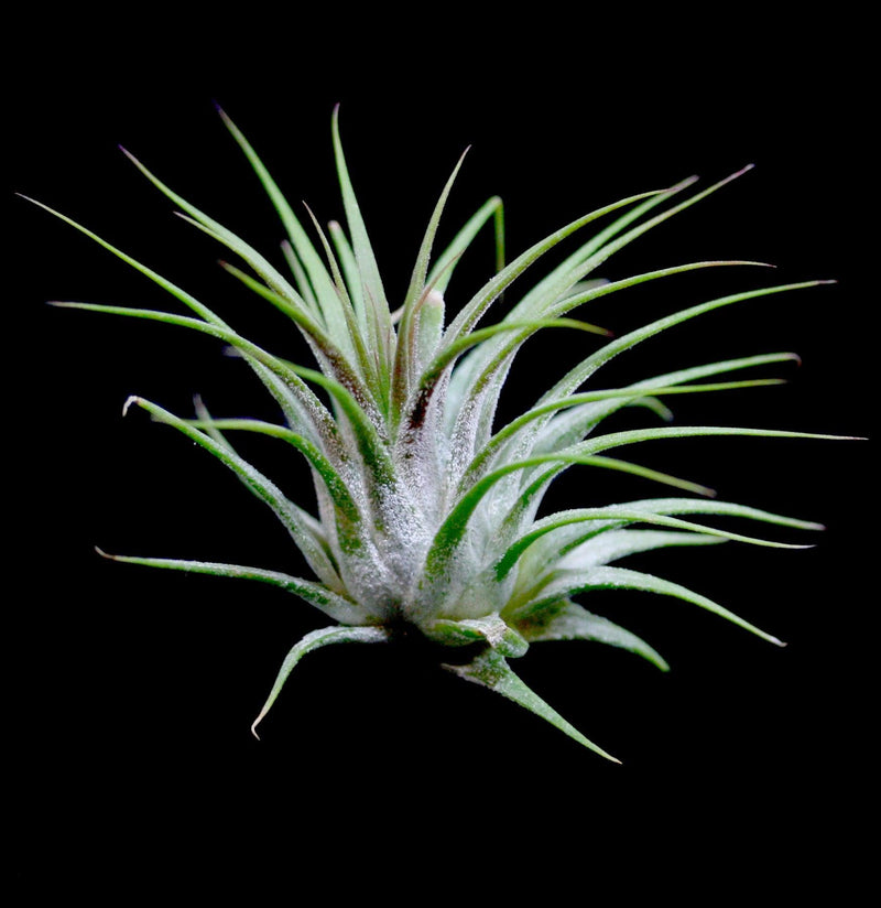 Tillandsia Ionantha Guatemala - Paxton Gate