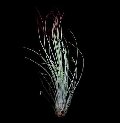 Tillandsia Juncifolia - Paxton Gate