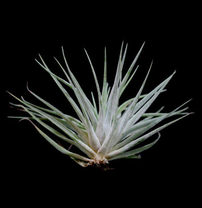 Tillandsia Kammii - Paxton Gate