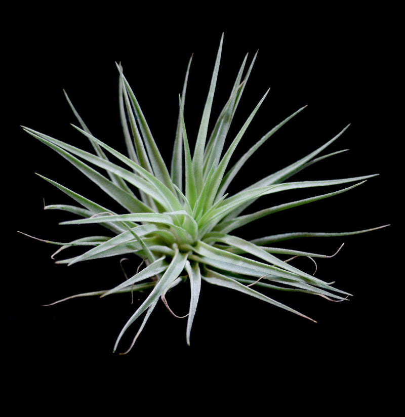 Tillandsia Kammii - Paxton Gate