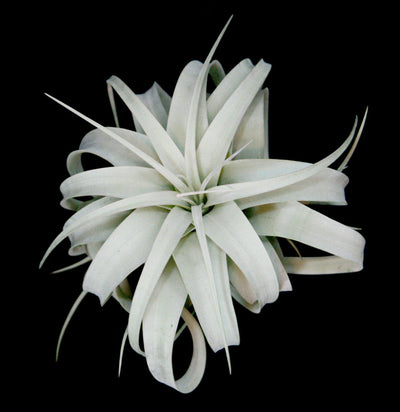 Tillandsia Xerographica - Paxton Gate