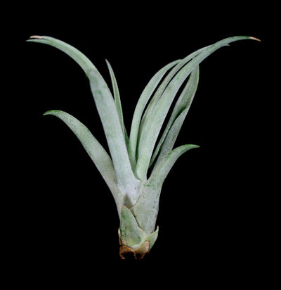 Tillandsia jucunda - Paxton Gate