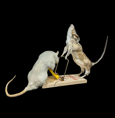 Trap Raiders Rat Pair Taxidermy - Paxton Gate