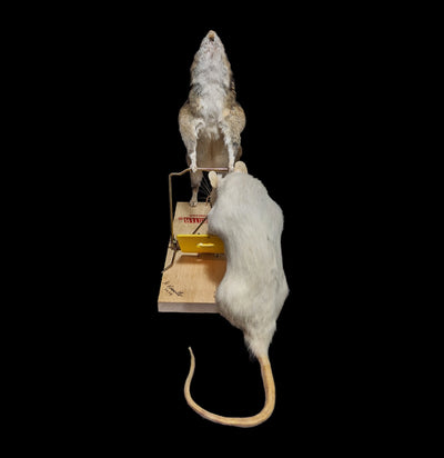 Trap Raiders Rat Pair Taxidermy - Paxton Gate