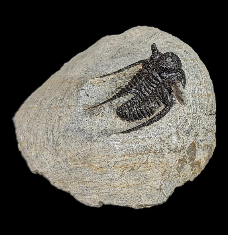 Trilobite Cyphaspis In Matrix-Fossils-Moussa-PaxtonGate