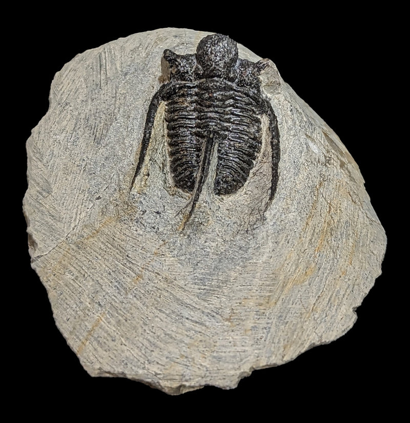 Trilobite Cyphaspis In Matrix-Fossils-Moussa-PaxtonGate