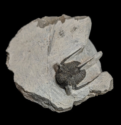 Trilobite Cyphaspis In Matrix-Fossils-Moussa-PaxtonGate