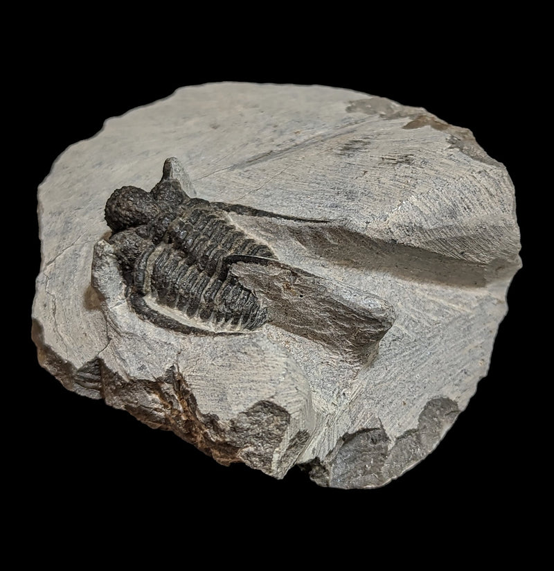 Trilobite Cyphaspis In Matrix-Fossils-Moussa-PaxtonGate