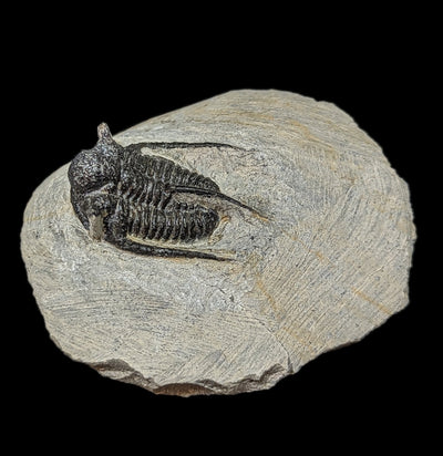 Trilobite Cyphaspis In Matrix-Fossils-Moussa-PaxtonGate