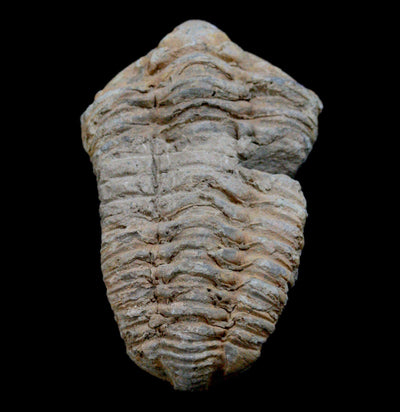 Trilobite Flexicalymene Fossil - Paxton Gate