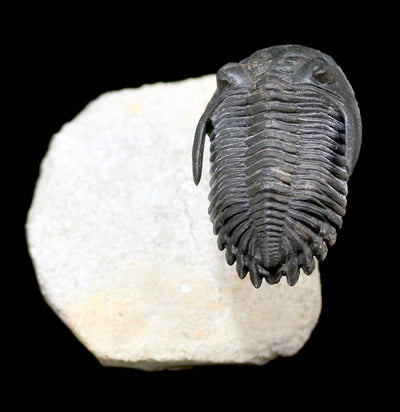 Trilobite Hollardops In Matrix - Paxton Gate