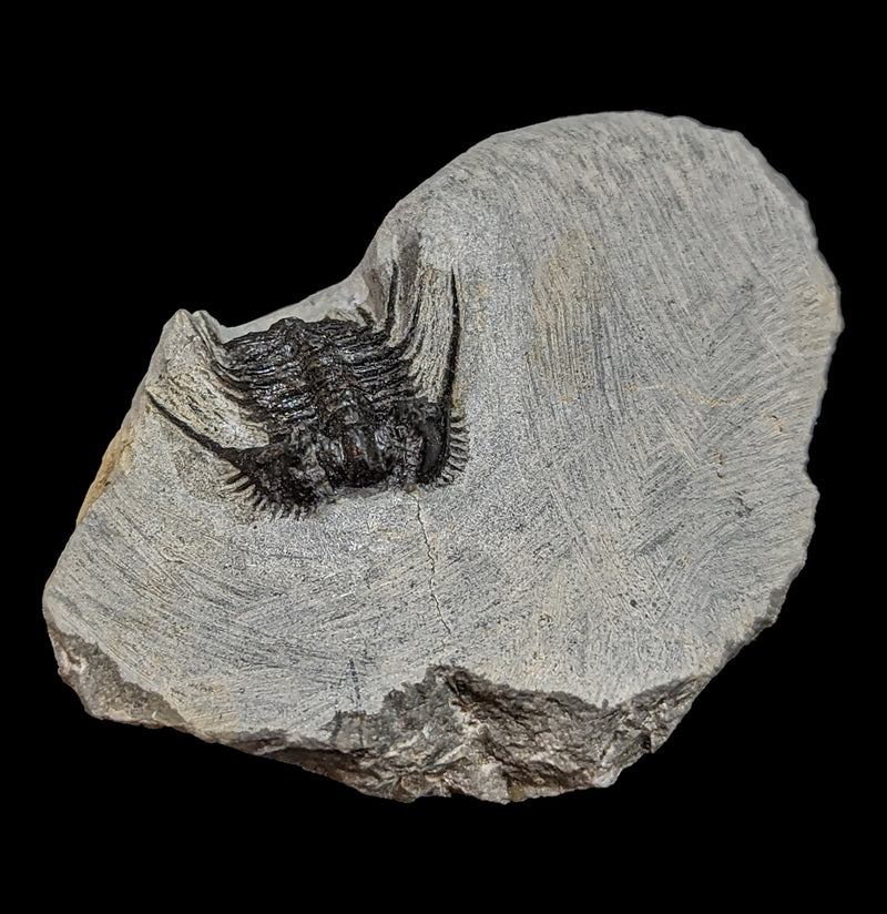 Trilobite Leonaspis In Matrix-Fossils-Moussa-PaxtonGate