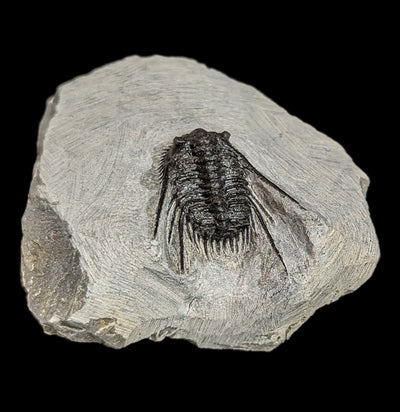 Trilobite Leonaspis In Matrix-Fossils-Moussa-PaxtonGate