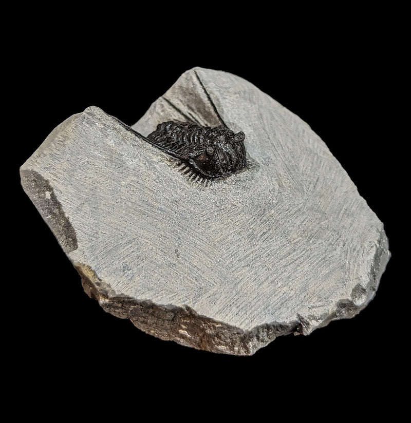 Trilobite Leonaspis In Matrix-Fossils-Moussa-PaxtonGate