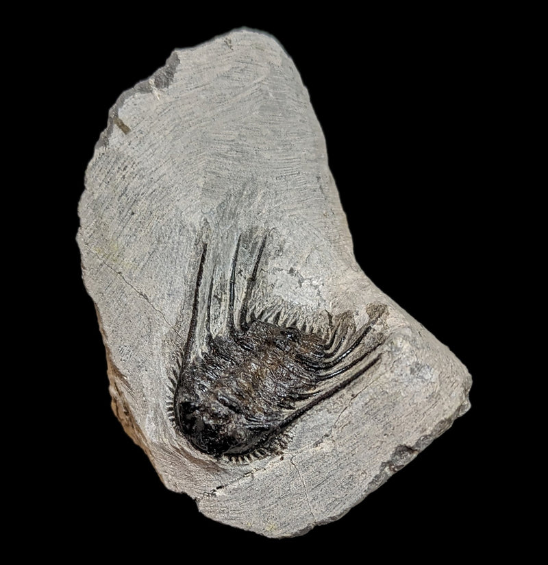 Trilobite Leonaspis In Matrix-Fossils-Moussa-PaxtonGate