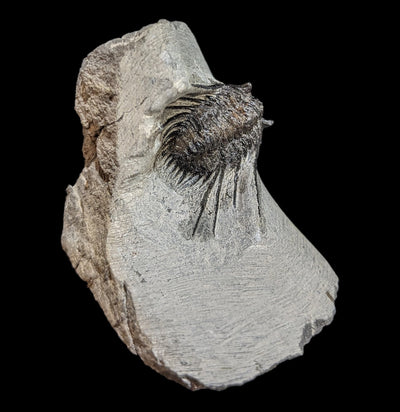 Trilobite Leonaspis In Matrix-Fossils-Moussa-PaxtonGate