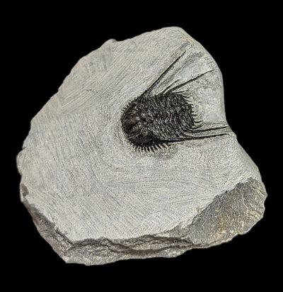 Trilobite Leonaspis In Matrix-Fossils-Moussa-PaxtonGate