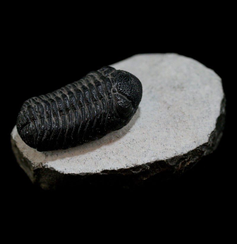 Trilobite Phacops Fossil - Paxton Gate