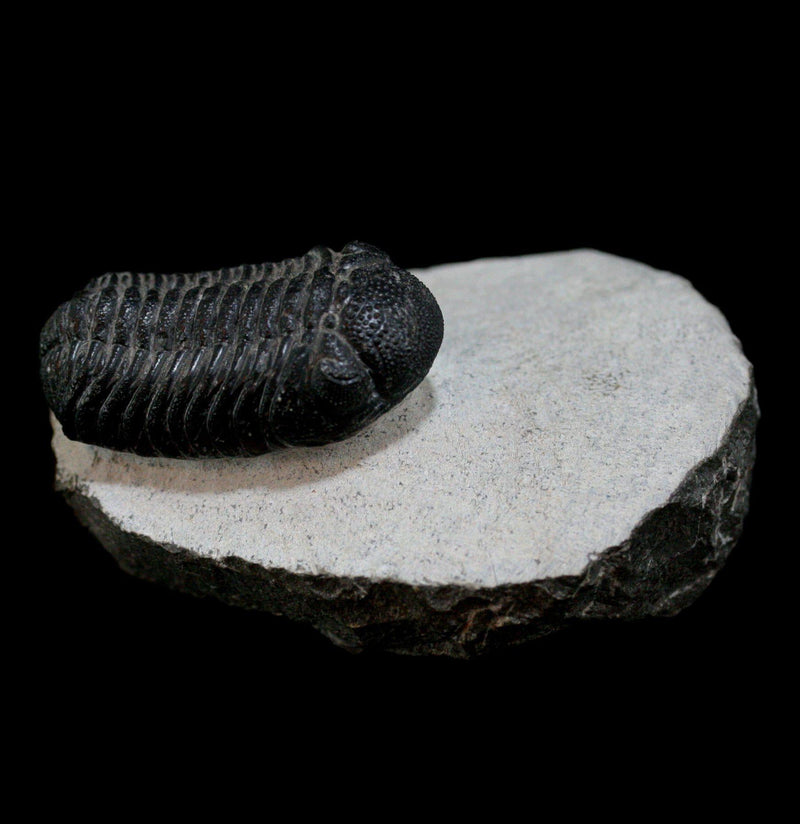 Trilobite Phacops Fossil - Paxton Gate