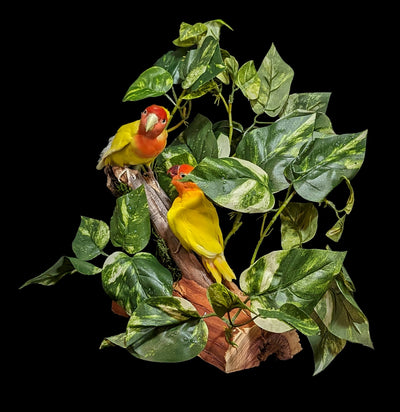 Tropical Love Bird Scene Taxidermy-Taxidermy-Kevin Triolo Taxidermy-PaxtonGate