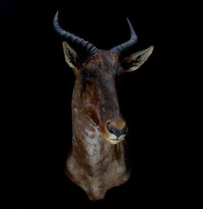 Tsessebe Taxidermy Mount - Paxton Gate