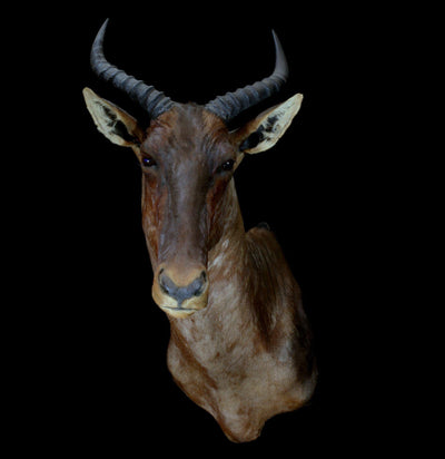 Tsessebe Taxidermy Mount - Paxton Gate