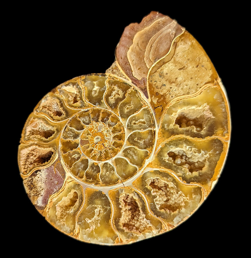 Tulear Ammonite Cut Pair-Fossils-Enter the Earth-PaxtonGate