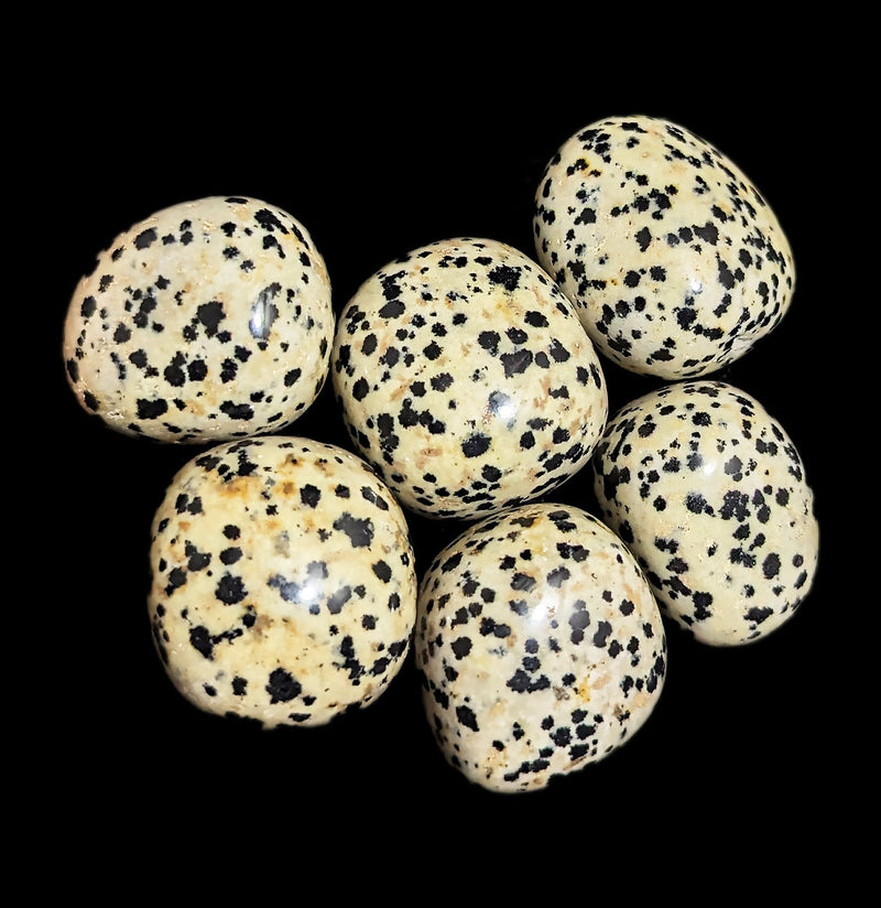 Tumbled Dalmatian Jasper Stone-Minerals-Quasar Gems-PaxtonGate