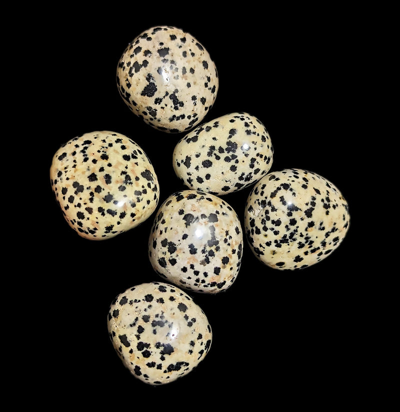 Tumbled Dalmatian Jasper Stone-Minerals-Quasar Gems-PaxtonGate