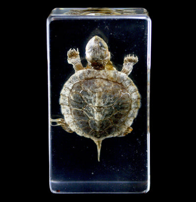 Turtle In Resin - Paxton Gate