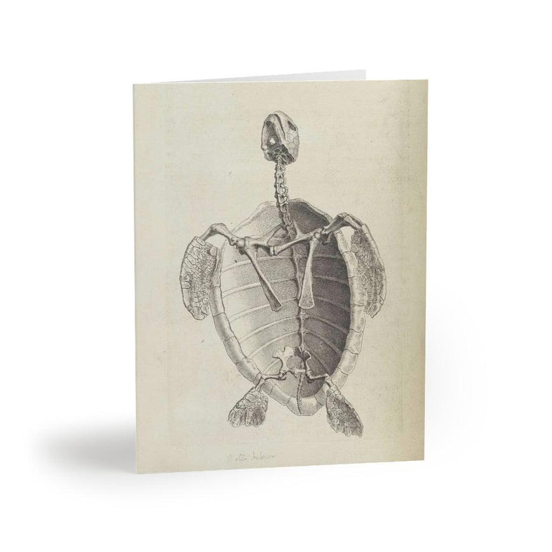 Turtle Skeleton Greeting Card Pack - Paxton Gate