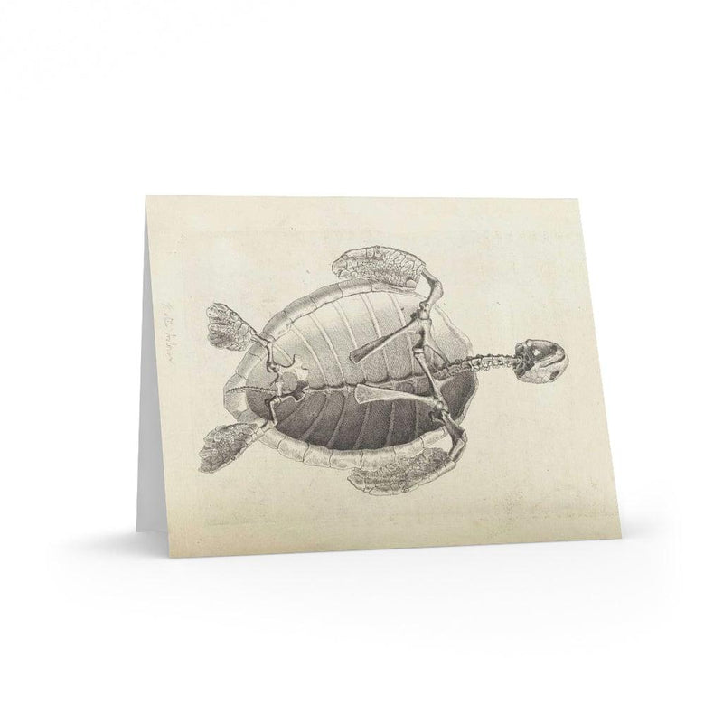 Turtle Skeleton Greeting Card Pack - Paxton Gate