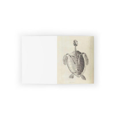 Turtle Skeleton Greeting Card Pack - Paxton Gate