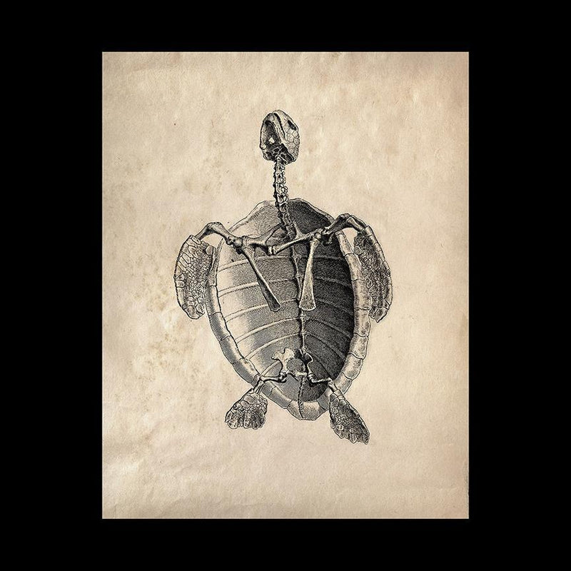 Turtle Skeleton Greeting Card Pack - Paxton Gate