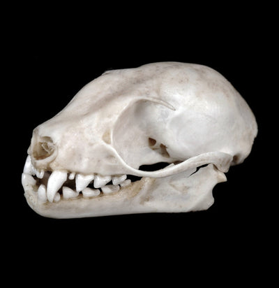 Tuxedo Bat Skull - Paxton Gate