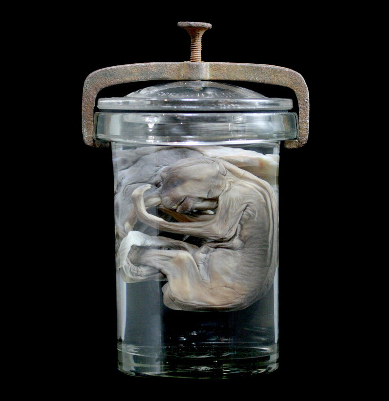 Two Toed Fetal Sloth Wet Specimen with Attached Placenta in Antique Jar - Paxton Gate