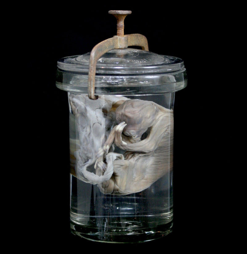 Two Toed Fetal Sloth Wet Specimen with Attached Placenta in Antique Jar - Paxton Gate