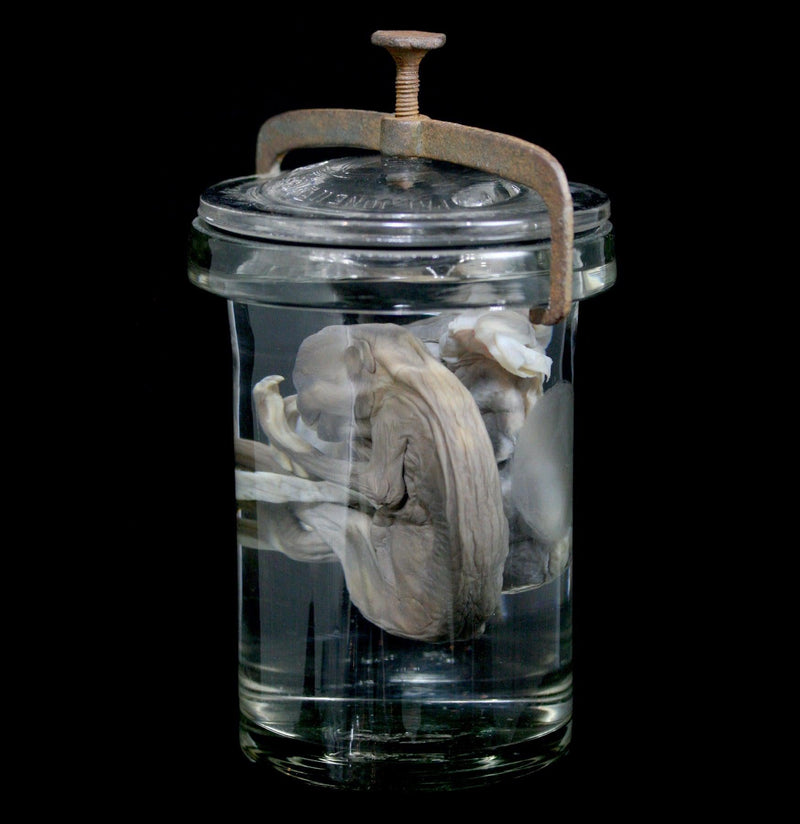 Two Toed Fetal Sloth Wet Specimen with Attached Placenta in Antique Jar - Paxton Gate