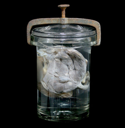 Two Toed Fetal Sloth Wet Specimen with Attached Placenta in Antique Jar - Paxton Gate