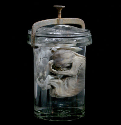 Two Toed Fetal Sloth Wet Specimen with Attached Placenta in Antique Jar - Paxton Gate