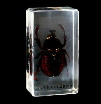 Unicorn Beetle In Acrylic - Paxton Gate