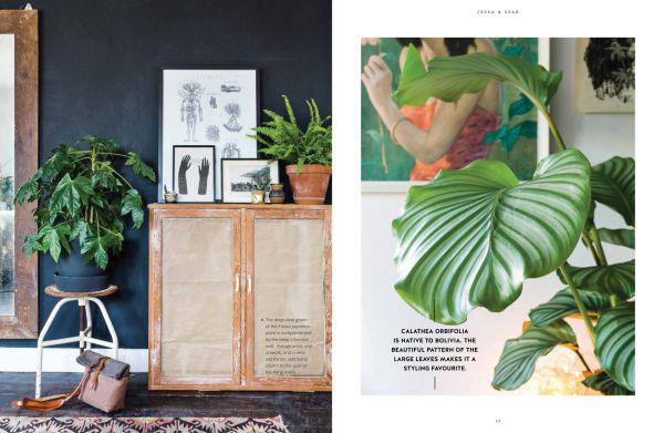 Urban Jungle: Living and Styling with Plants - Paxton Gate