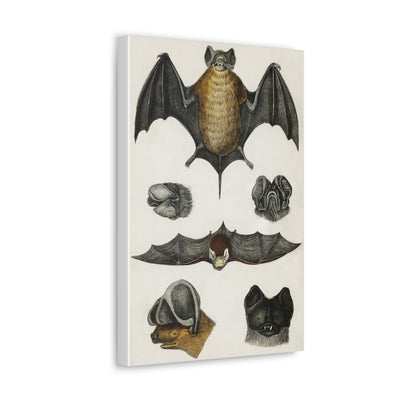 Various Bats Illustration Canvas Gallery Wraps-Canvas-Printify-PaxtonGate